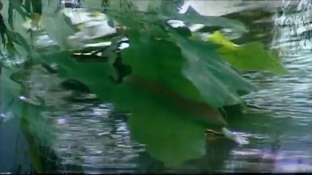 Свадебное видео эхо смотреть онлайн