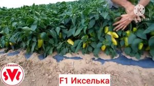 Перец Икселька F1 Чёрный Яр, 2023 Sevalsi/Севалси семена