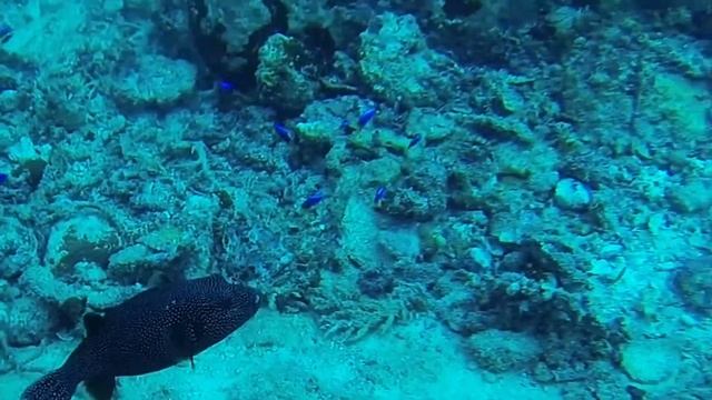 2013 09 25 Scuba Dive - Seychelles - Mahe Island - Grouper Point смотреть онлайн