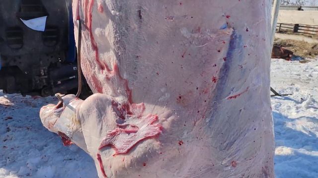 забои быки сиводни 10 галов 6 месес на откорм мияса вишияак толка лайки смотреть онлайн