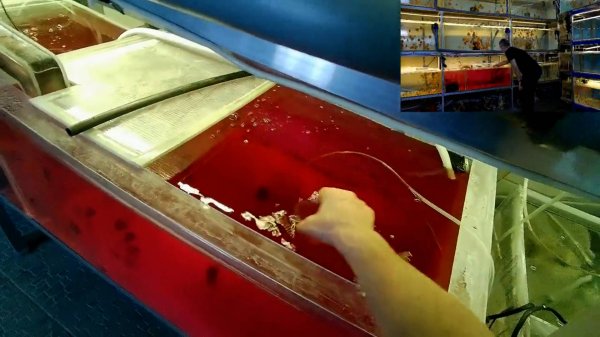 #DISCUS#ДИСКУСЫ#ОБРАБОТКА МАРГАНЦОВКОЙ АКВАРИУМНОЙ РЫБЫ.