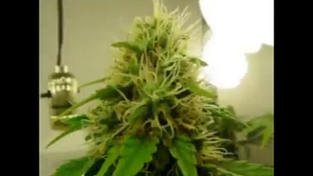 Bagseed CFL Closet Grow Update 4 смотреть онлайн