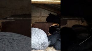 Кролиководство.Есть ли необходимость в кастрации кроликов.