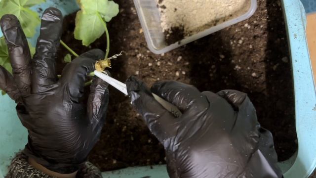 УКОРЕНЕНИЕ ПЕЛАРГОНИИ В ВОДЕ. ЧАСТЬ 3 - ПЕРЕСАДКА ЧЕРЕНКОВ из ВОДЫ в ГРУНТ. Как выглядят на выходе. смотреть онлайн
