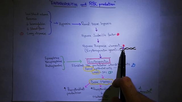 Erythropoietin - Chapter 33 (part 4/9)- Guyton and Hall text book of physiology. смотреть онлайн