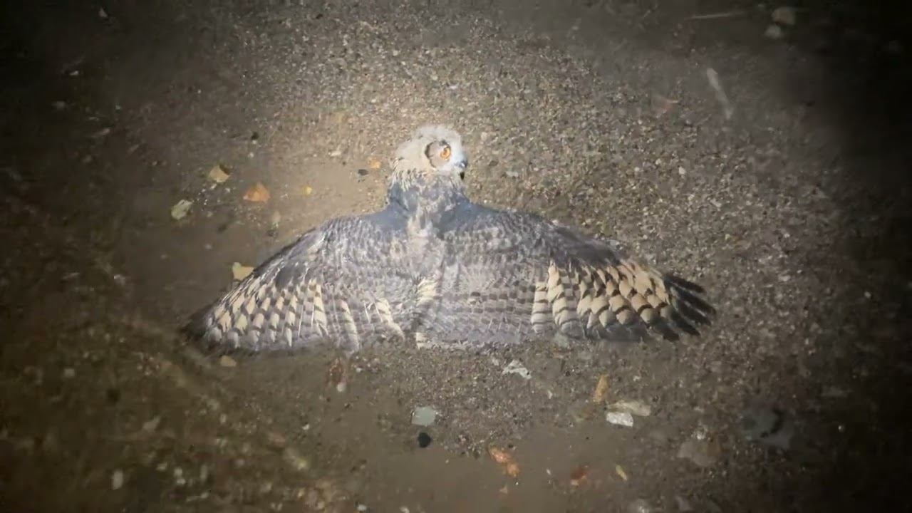 Сова чуть не утащила моего спаниеля. Поймал сову на донку. Часть первая