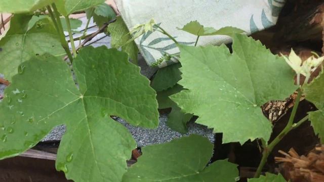 Summer Garden 2015 Daily UPDATES: (TOO MUCH RAIN TO PLOW THE GARDEN) DAY 15 смотреть онлайн
