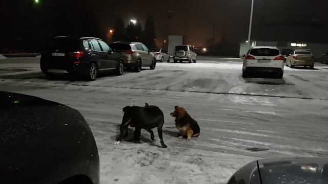 Собаки на парковці Полярону смотреть онлайн