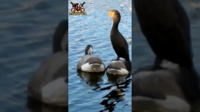 Anhinga The Water Turkey Enjoying Nature #viral #shorts #zoboya смотреть онлайн