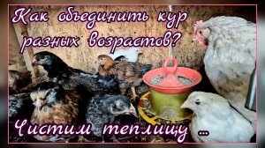 Чистим курятник - теплицу зимой. Как объединить кур в одно стадо.