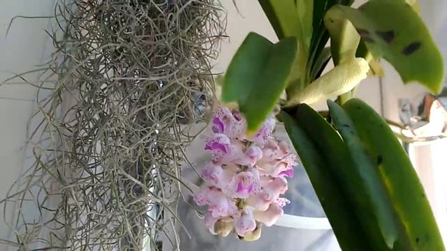 Цветение ринхостилиуса,, Ретуза,, смотреть онлайн