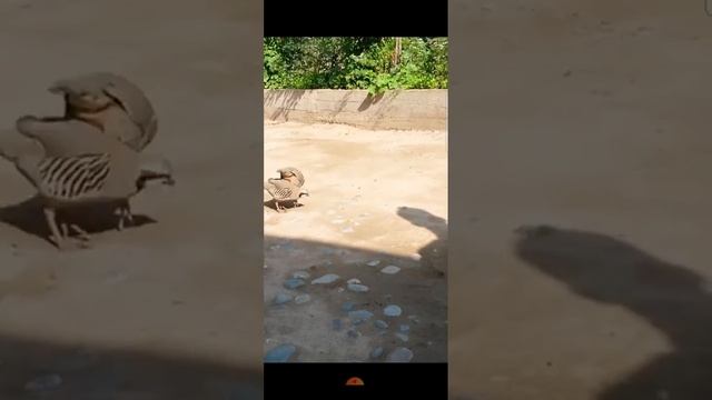 Кабк чанг тамошо кн девонашай смотреть онлайн