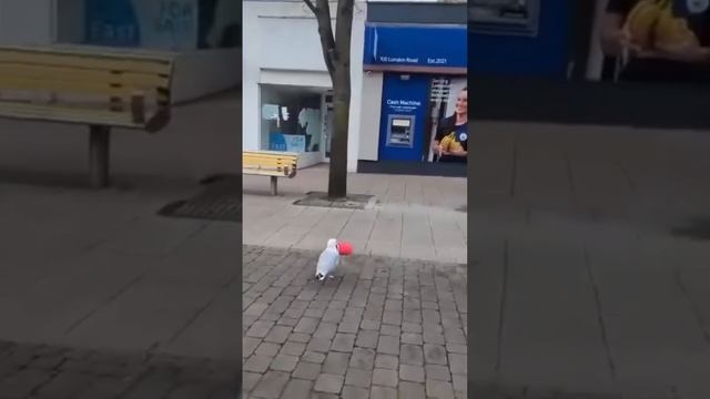 Простите-извините!..И пошла утеплять гнездо.. смотреть онлайн
