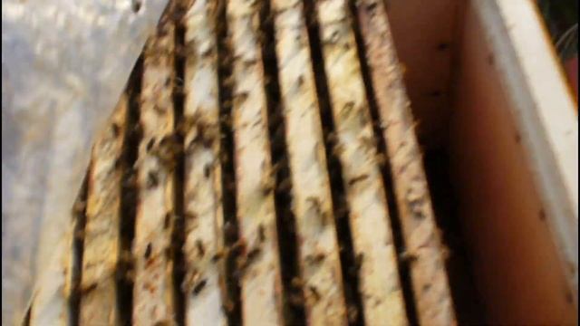 Осыпь клеща. Второй точёк. Зачем пчеловоду монтажная пена? смотреть онлайн