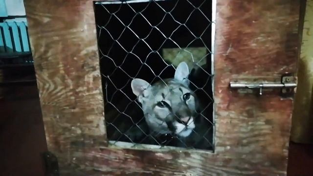 Пума и рысь скучают в клетках смотреть онлайн