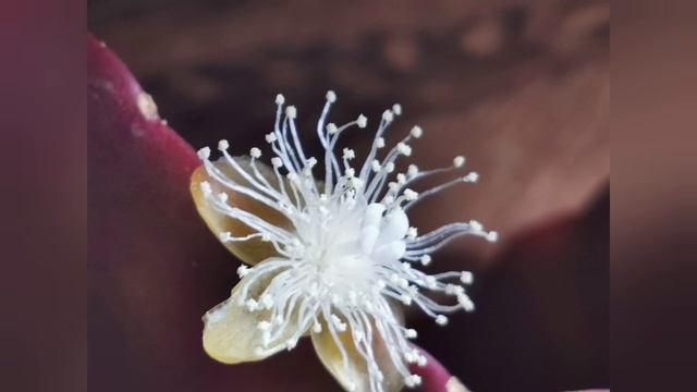 Flowering Lepismium Floribundum  And Rhipsalis Robusta \ Pachyptera | Epiphytes | Epiphytic Cacti