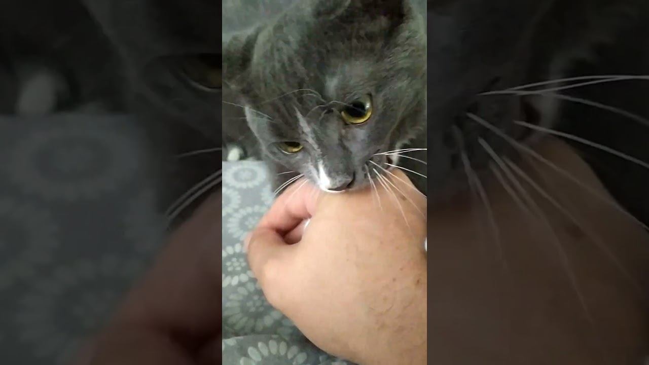 Хорроший котик.. #shorts #шортс #котики #Леопиздецкий смотреть онлайн