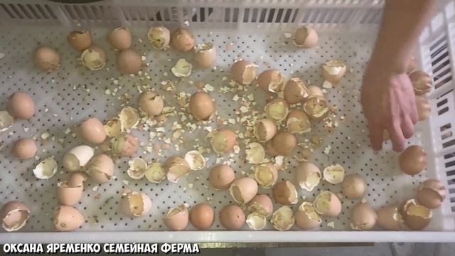 Вывод цыплят несушек в инкубаторе СТИМУЛ смотреть онлайн