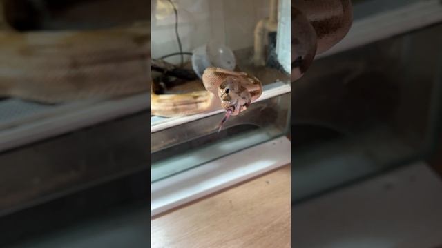 Гулять! #москва #shortvideo #zoolife #zooanimals #экзотика #змея #reptile #makeba #гулять #прогулка смотреть онлайн