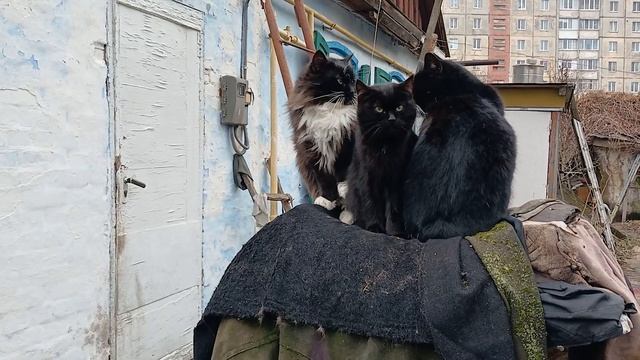 Котяче царство смотреть онлайн