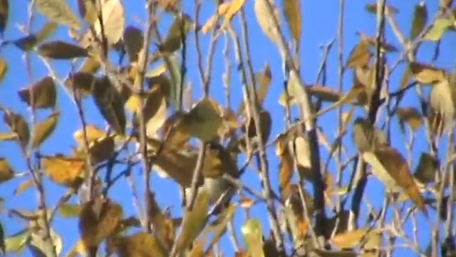 YELLOW-BROWED WARBLER LMOORS