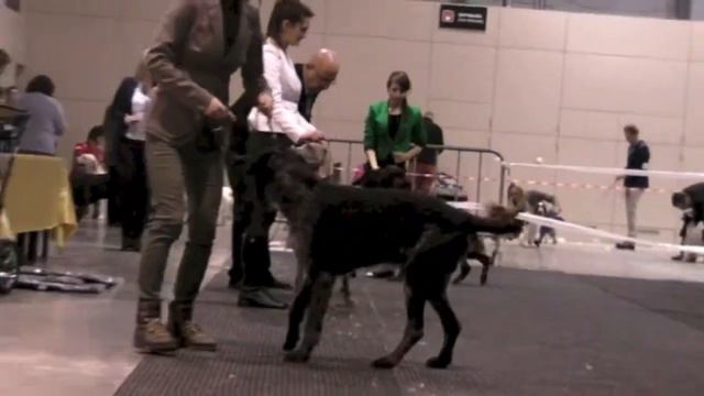 CAC Będzin 2014 - BOG VII смотреть онлайн