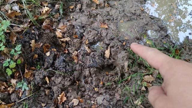 Кабан нарыл на дороге в дубраве ямы смотреть онлайн