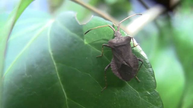 IL MICROMONDO DEL MIO GIARDINO - La Palomena prasina (volgarmente cimice) смотреть онлайн