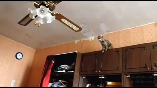 Любимая люстра кошки смотреть онлайн