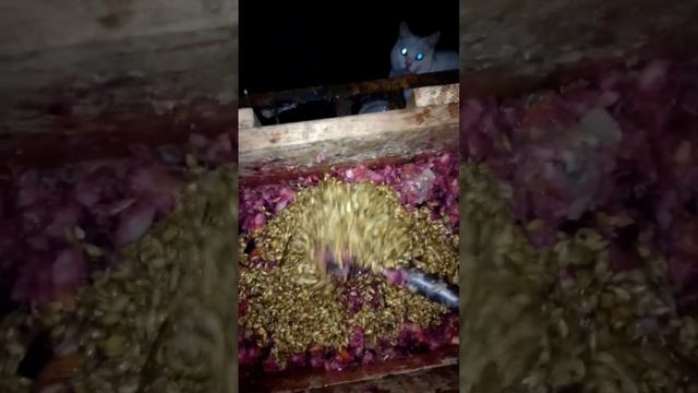 Мешанка для кур и уток смотреть онлайн