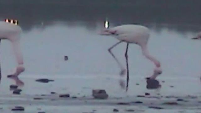 LARNACA SALT LAKE FLAMINGOS  2014