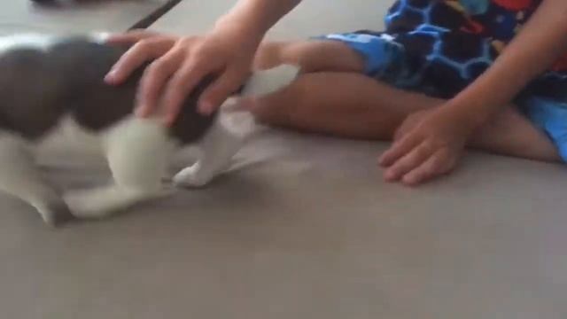 Мы купили себе собаку смотреть онлайн