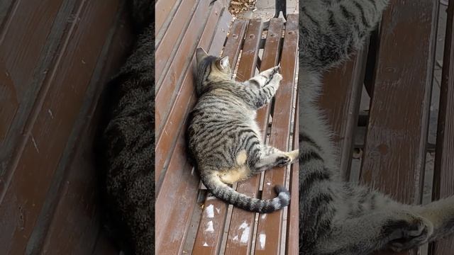 Весёлые кошки мяукают и гуляют в парке 😸 Смешные коты 😻 Funny cats relaxing in park 😹 Cute animals смотреть онлайн