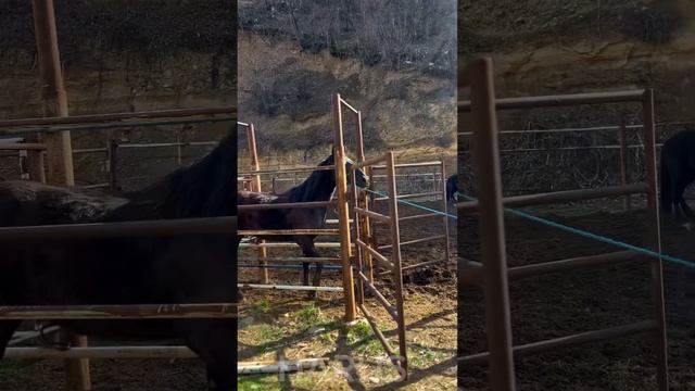 Приятно работать с людьми, которые знают свое дело 🤝🤝🤝. Продали трех жеребцов Къ в хорошие руки. смотреть онлайн