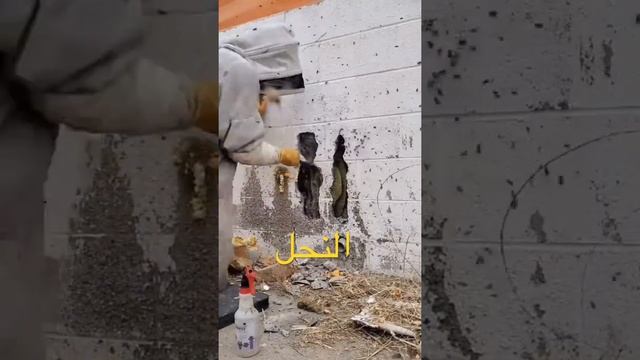 طريقه أخراج النحل من الحائط смотреть онлайн