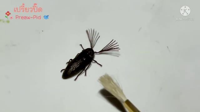 ด้วงสีดา Cedar Beetle смотреть онлайн