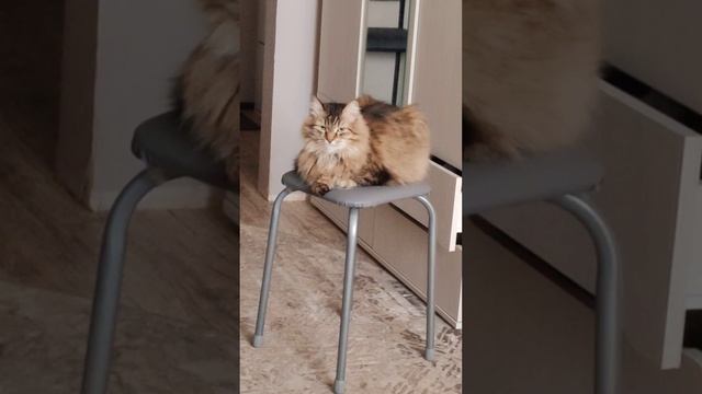 Огромный Кот и маленькая табуретка😅 ДОБРОЕ УТРО, КОТ И КОШКА УЖЕ ДАВНО ПРОСНУЛИСЬ🌸 смотреть онлайн
