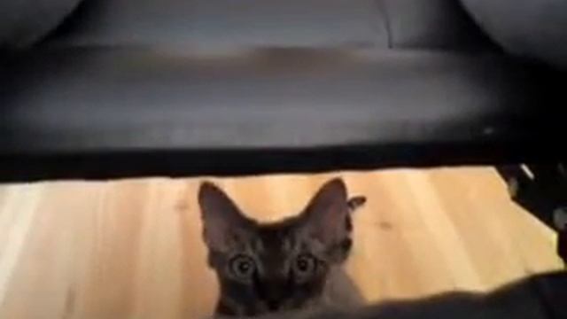 Devon rex charm смотреть онлайн