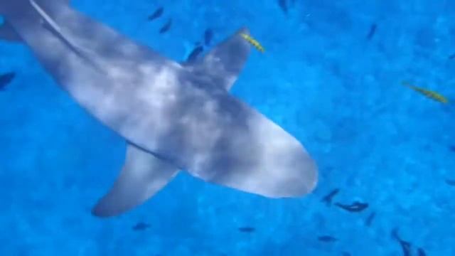 Lemon sharks in bora bora смотреть онлайн