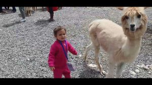 Альпака на Красной поляне.