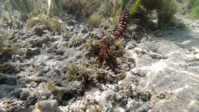 Puri Santrian Bali Sanur