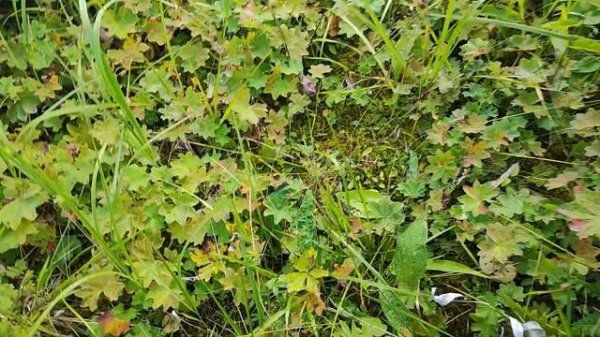 ЦАРСКИЕ ГРИБЫ РЫЖИКИ!!! Сбор рыжиков. ЦАРСКИЙ ГРИБ РЫЖИК