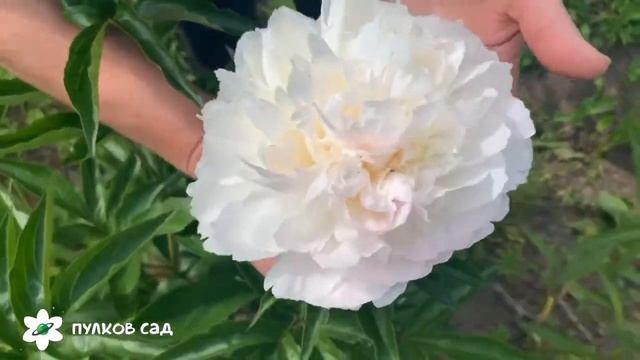 Mother's choice пион смотреть онлайн