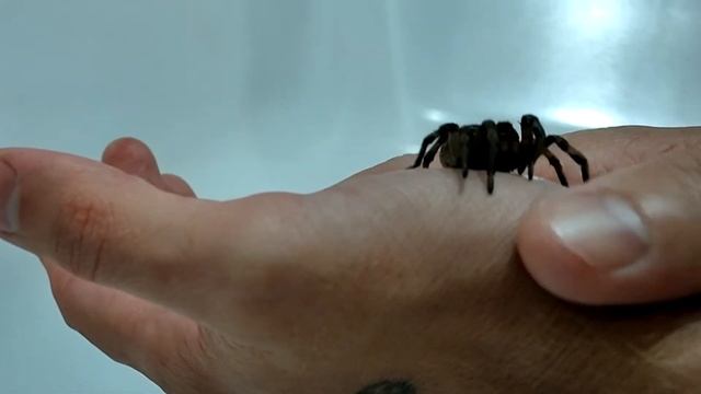 Пересадка южнорусского тарантула смотреть онлайн