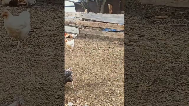 Жизнь в деревне. #вашаферма #животные #бараны #куры #петух #природа #chicken #козлята #лето #козы