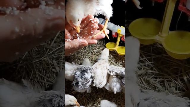 Ручной петушок! #цыплята #chick #chicken #февраль #курынесушки #творог