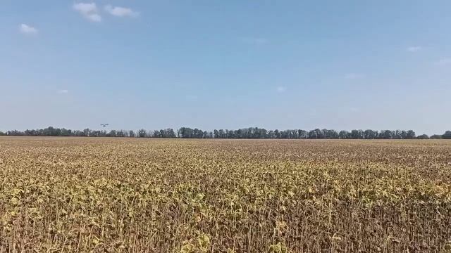 Десикация подсолнечника полет агродрона смотреть онлайн