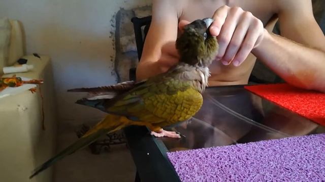 Чухасация попугая смотреть онлайн