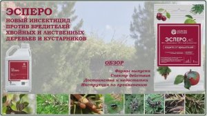 Эсперо - обзор