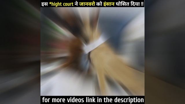 High Court ने जानवरों को इंसान घोषित किया #Shorts смотреть онлайн